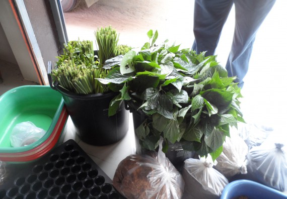 ภาพกิจกรรม โปรแกรมวิชาเกษตรศาสตร์ จัดการอบรม การขยายพันธุ์พืชผักสวนครัว