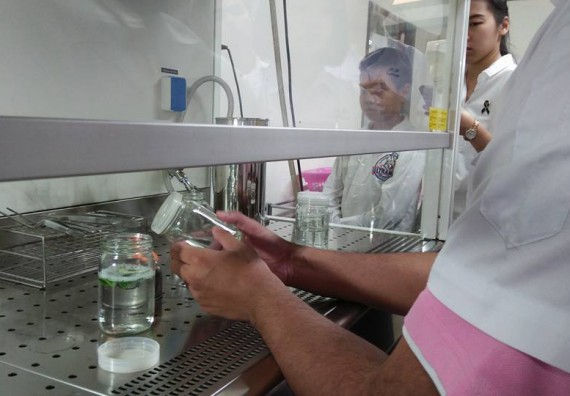 ภาพกิจกรรม โปรแกรมวิชาชีววิทยา ได้มีการจัดค่ายเทคนิคปลอดเชื้อและเพาะเลี้ยงเนื้อเยื่อพืช