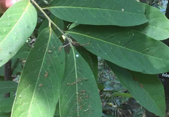 ภาพกิจกรรม โปรแกรมวิชาวิทยาศาสตร์สิ่งแวดล้อม จัดกิจกรรมการสำรวจศึกษาพรรณไม้ในท้องถิ่น