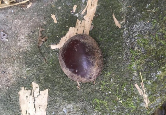 ภาพกิจกรรม โปรแกรมวิชาวิทยาศาสตร์สิ่งแวดล้อม จัดกิจกรรมการสำรวจศึกษาพรรณไม้ในท้องถิ่น