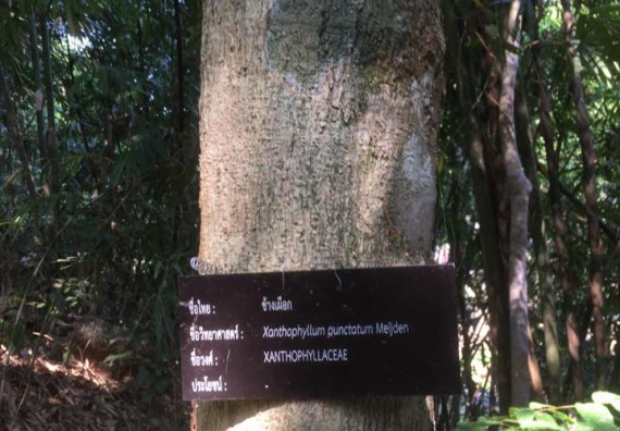 ภาพกิจกรรม โปรแกรมวิชาวิทยาศาสตร์สิ่งแวดล้อม จัดกิจกรรมการสำรวจศึกษาพรรณไม้ในท้องถิ่น