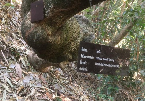 ภาพกิจกรรม โปรแกรมวิชาวิทยาศาสตร์สิ่งแวดล้อม จัดกิจกรรมการสำรวจศึกษาพรรณไม้ในท้องถิ่น