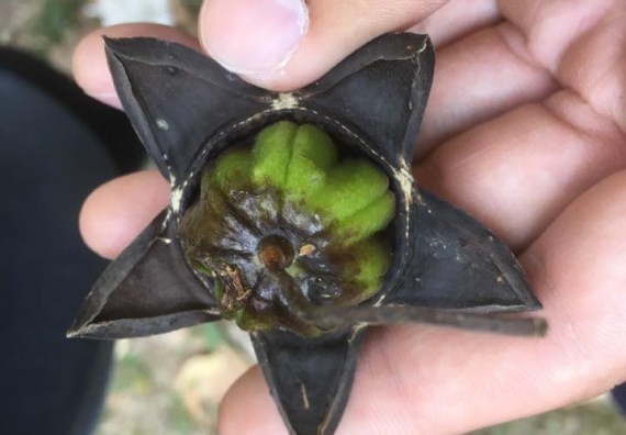 ภาพกิจกรรม โปรแกรมวิชาวิทยาศาสตร์สิ่งแวดล้อม จัดกิจกรรมการสำรวจศึกษาพรรณไม้ในท้องถิ่น