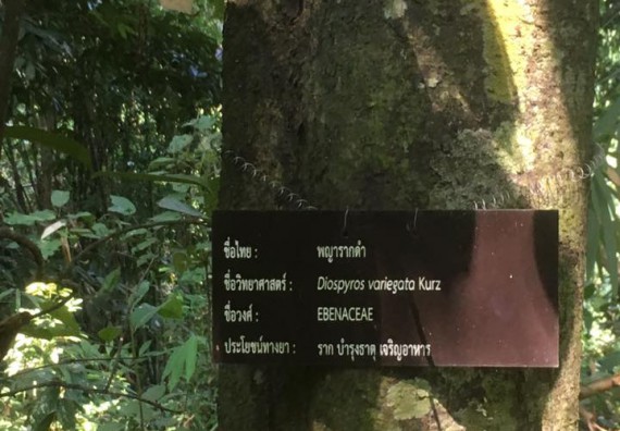 ภาพกิจกรรม โปรแกรมวิชาวิทยาศาสตร์สิ่งแวดล้อม จัดกิจกรรมการสำรวจศึกษาพรรณไม้ในท้องถิ่น