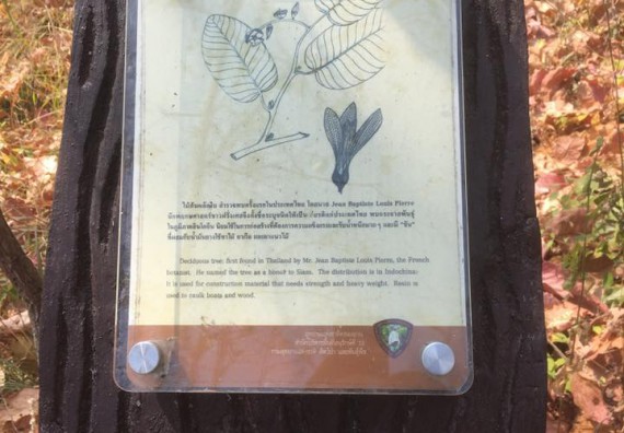 ภาพกิจกรรม โปรแกรมวิชาวิทยาศาสตร์สิ่งแวดล้อม จัดกิจกรรมการสำรวจศึกษาพรรณไม้ในท้องถิ่น