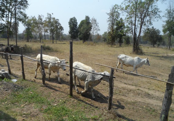 ภาพกิจกรรม โปรแกรมวิชาเกษตรศาสตร์ จัดโครงการอบรม พืชอาหารสัตว์และเทคนิคการคำนวณสูตรอาหารเบื้องต้น สำหรับเกษตรกรผู้เลี้ยงโค