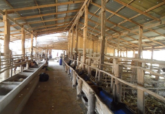 ภาพกิจกรรม โปรแกรมวิชาเกษตรศาสตร์ จัดโครงการอบรม พืชอาหารสัตว์และเทคนิคการคำนวณสูตรอาหารเบื้องต้น สำหรับเกษตรกรผู้เลี้ยงโค