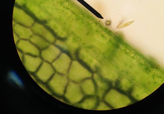 ภาพกิจกรรม ศูนย์วิทยาศาสตร์และวิทยาศาสตร์ประยุกต์ จัดการอบรมโครงการพัฒนาทักษะการใช้เครื่องมือทางวิทยาศาสตร์