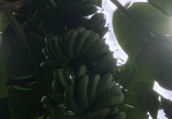 ภาพกิจกรรม คณะวิทยาศาสตร์และเทคโนโลยี เข้าร่วมโครงการอบรมสัมมนาเสริมสร้างศักยภาพในการอนุรักษ์สิ่งแวดล้อมธรรมชาติ หัวข้อ วิธีการวาดภาพทางพฤกษศาสตร์