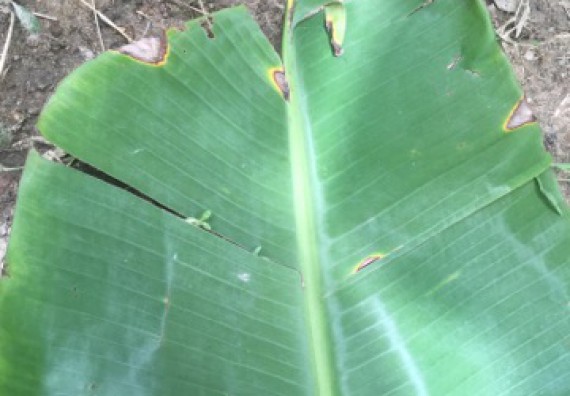 ภาพกิจกรรม คณะวิทยาศาสตร์และเทคโนโลยี เข้าร่วมโครงการอบรมสัมมนาเสริมสร้างศักยภาพในการอนุรักษ์สิ่งแวดล้อมธรรมชาติ หัวข้อ วิธีการวาดภาพทางพฤกษศาสตร์