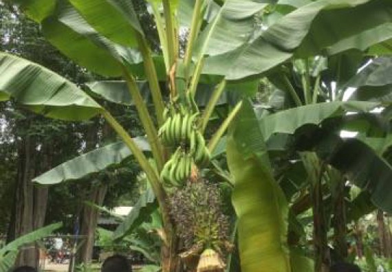 ภาพกิจกรรม คณะวิทยาศาสตร์และเทคโนโลยี เข้าร่วมโครงการอบรมสัมมนาเสริมสร้างศักยภาพในการอนุรักษ์สิ่งแวดล้อมธรรมชาติ หัวข้อ วิธีการวาดภาพทางพฤกษศาสตร์