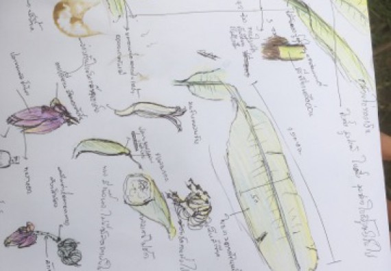 ภาพกิจกรรม คณะวิทยาศาสตร์และเทคโนโลยี เข้าร่วมโครงการอบรมสัมมนาเสริมสร้างศักยภาพในการอนุรักษ์สิ่งแวดล้อมธรรมชาติ หัวข้อ วิธีการวาดภาพทางพฤกษศาสตร์