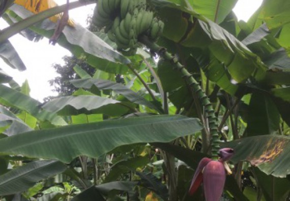 ภาพกิจกรรม คณะวิทยาศาสตร์และเทคโนโลยี เข้าร่วมโครงการอบรมสัมมนาเสริมสร้างศักยภาพในการอนุรักษ์สิ่งแวดล้อมธรรมชาติ หัวข้อ วิธีการวาดภาพทางพฤกษศาสตร์