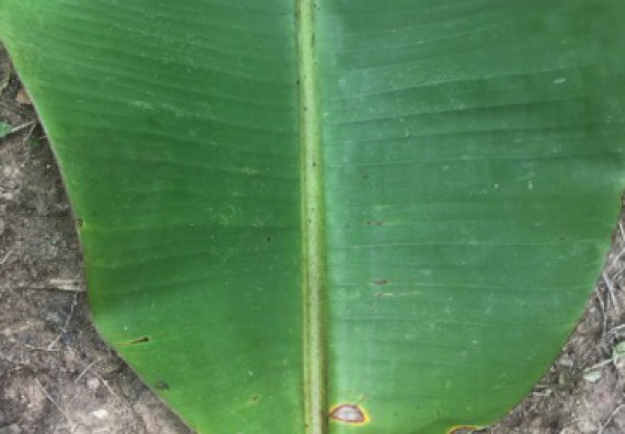 ภาพกิจกรรม คณะวิทยาศาสตร์และเทคโนโลยี เข้าร่วมโครงการอบรมสัมมนาเสริมสร้างศักยภาพในการอนุรักษ์สิ่งแวดล้อมธรรมชาติ หัวข้อ วิธีการวาดภาพทางพฤกษศาสตร์