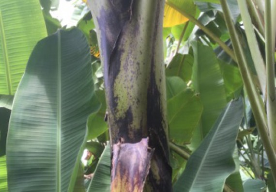 ภาพกิจกรรม คณะวิทยาศาสตร์และเทคโนโลยี เข้าร่วมโครงการอบรมสัมมนาเสริมสร้างศักยภาพในการอนุรักษ์สิ่งแวดล้อมธรรมชาติ หัวข้อ วิธีการวาดภาพทางพฤกษศาสตร์