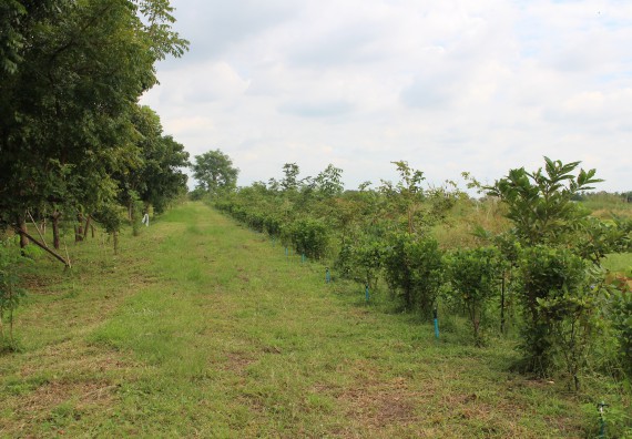 ภาพกิจกรรม คณะวิทยาศาสตร์และเทคโนโลยี จัดกิจกรรมสำรวจพื้นที่การอนุรักษ์ความหลากหลายทางชีวภาพ และการจัดทำสวนป่าสมุนไพร