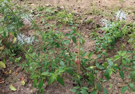 ภาพกิจกรรม คณะวิทยาศาสตร์และเทคโนโลยี จัดกิจกรรมสำรวจพื้นที่การอนุรักษ์ความหลากหลายทางชีวภาพ และการจัดทำสวนป่าสมุนไพร