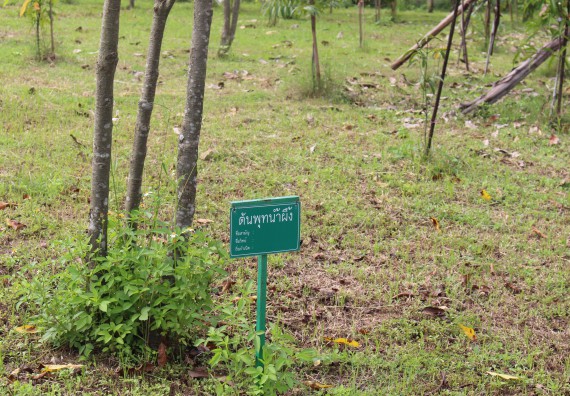 ภาพกิจกรรม คณะวิทยาศาสตร์และเทคโนโลยี จัดกิจกรรมสำรวจพื้นที่การอนุรักษ์ความหลากหลายทางชีวภาพ และการจัดทำสวนป่าสมุนไพร