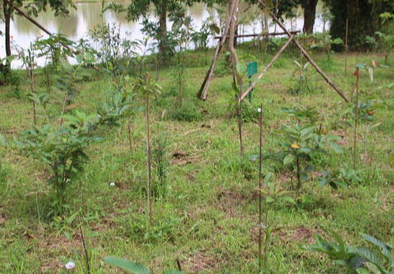 ภาพกิจกรรม คณะวิทยาศาสตร์และเทคโนโลยี จัดกิจกรรมสำรวจพื้นที่การอนุรักษ์ความหลากหลายทางชีวภาพ และการจัดทำสวนป่าสมุนไพร