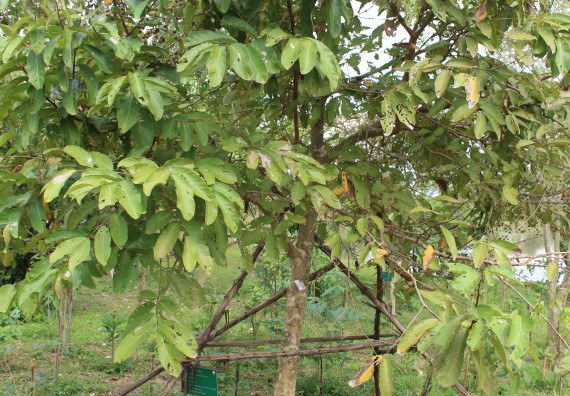 ภาพกิจกรรม คณะวิทยาศาสตร์และเทคโนโลยี จัดกิจกรรมสำรวจพื้นที่การอนุรักษ์ความหลากหลายทางชีวภาพ และการจัดทำสวนป่าสมุนไพร