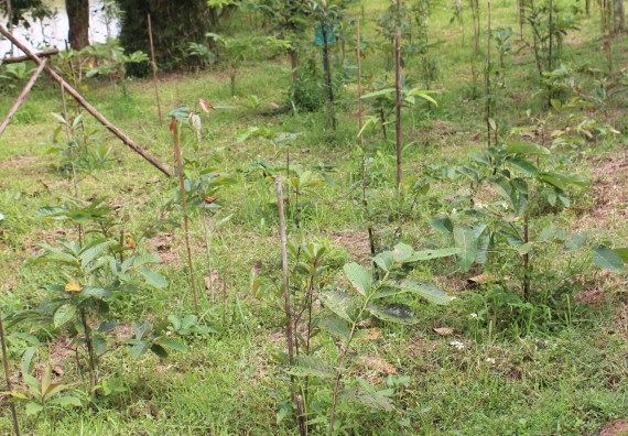 ภาพกิจกรรม คณะวิทยาศาสตร์และเทคโนโลยี จัดกิจกรรมสำรวจพื้นที่การอนุรักษ์ความหลากหลายทางชีวภาพ และการจัดทำสวนป่าสมุนไพร