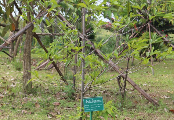 ภาพกิจกรรม คณะวิทยาศาสตร์และเทคโนโลยี จัดกิจกรรมสำรวจพื้นที่การอนุรักษ์ความหลากหลายทางชีวภาพ และการจัดทำสวนป่าสมุนไพร