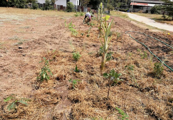 ภาพกิจกรรม โปรแกรมวิชาเกษตรศาสตร์ จัดการอบรม เรื่อง การขยายพันธุ์พืชและการปลูกพืชในหลุมพอเพียง