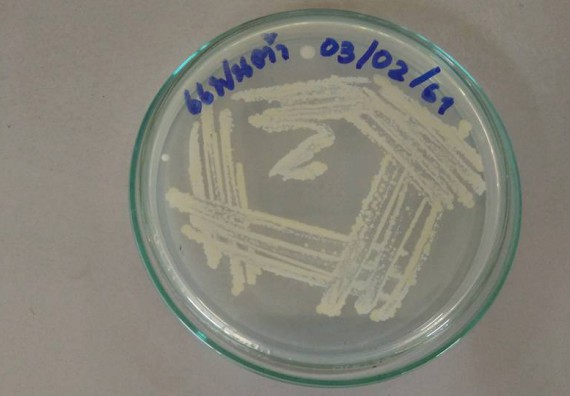 ภาพกิจกรรม โปรแกรมวิชาชีววิทยา จัดการอบรมเชิงปฏิบัติการ เรื่องการเพาะเลี้ยงเนื้อกล้วยไข่