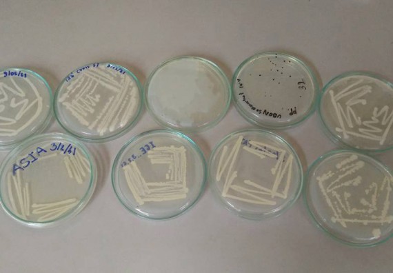 ภาพกิจกรรม โปรแกรมวิชาชีววิทยา จัดการอบรมเชิงปฏิบัติการ เรื่องการเพาะเลี้ยงเนื้อกล้วยไข่