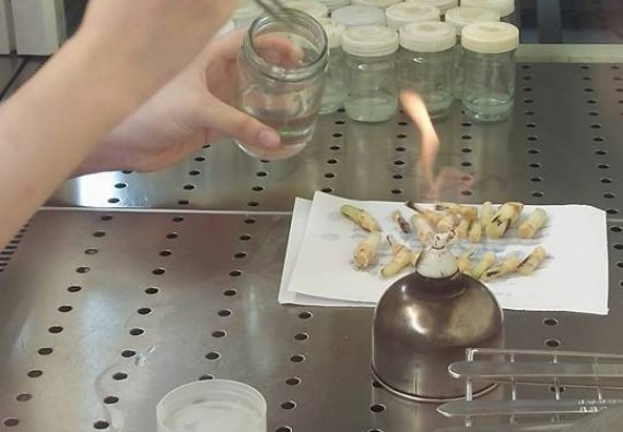 ภาพกิจกรรม โปรแกรมวิชาชีววิทยา จัดการอบรมเชิงปฏิบัติการ เรื่องการเพาะเลี้ยงเนื้อกล้วยไข่