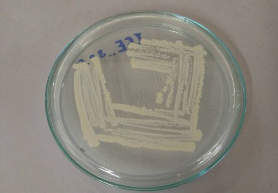 ภาพกิจกรรม โปรแกรมวิชาชีววิทยา จัดการอบรมเชิงปฏิบัติการ เรื่องการเพาะเลี้ยงเนื้อกล้วยไข่