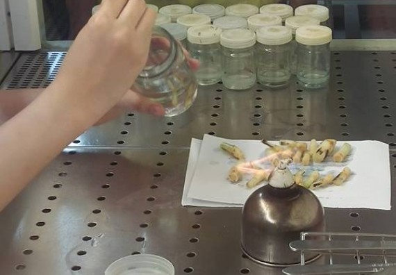 ภาพกิจกรรม โปรแกรมวิชาชีววิทยา จัดการอบรมเชิงปฏิบัติการ เรื่องการเพาะเลี้ยงเนื้อกล้วยไข่