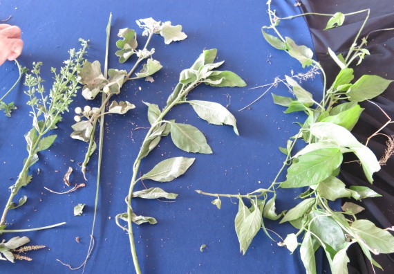 ภาพกิจกรรม ศูนย์บริการทางการแพทย์แผนไทยและการแพทย์ทางเลือก จัดกิจกรรมการดูแลสุขภาพด้วยการแพทย์ทางเลือก ครั้งที่ 1