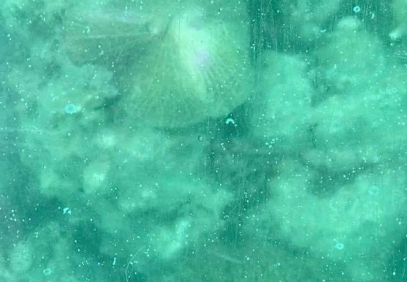 ภาพกิจกรรม โปรแกรมวิชาชิวทยาศาสตร์สิ่งแวดล้อม จัดโครงการสัมมนาและศึกษาแหล่งเรียนรู้ทางสิ่งแวดล้อม