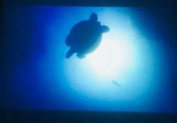 ภาพกิจกรรม โปรแกรมวิชาชิวทยาศาสตร์สิ่งแวดล้อม จัดโครงการสัมมนาและศึกษาแหล่งเรียนรู้ทางสิ่งแวดล้อม