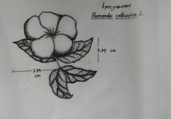 ภาพกิจกรรม โปรแกรมวิชาชีววิทยา จัดกิจกรรมการอบรมอนุกรมวิทยา
