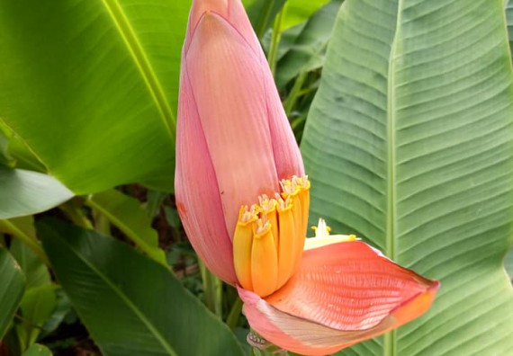 ภาพกิจกรรม โปรแกรมวิชาชีววิทยา จัดกิจกรรมเรียนรู้การอนุรักษ์สายพันธุ์กล้วยไข่กำแพงเพชร โดยการเก็บในสภาพ ปลอดเชื้อ เพื่อการใช้ประโยชน์อย่างยั่งยืน