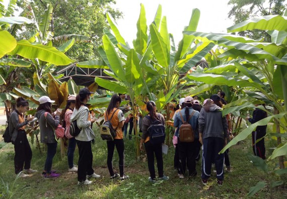 ภาพกิจกรรม โปรแกรมวิชาชีววิทยา จัดกิจกรรมเรียนรู้การอนุรักษ์สายพันธุ์กล้วยไข่กำแพงเพชร โดยการเก็บในสภาพ ปลอดเชื้อ เพื่อการใช้ประโยชน์อย่างยั่งยืน