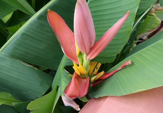 ภาพกิจกรรม โปรแกรมวิชาชีววิทยา จัดกิจกรรมเรียนรู้การอนุรักษ์สายพันธุ์กล้วยไข่กำแพงเพชร โดยการเก็บในสภาพ ปลอดเชื้อ เพื่อการใช้ประโยชน์อย่างยั่งยืน