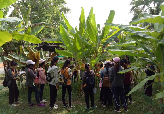 ภาพกิจกรรม โปรแกรมวิชาชีววิทยา จัดกิจกรรมเรียนรู้การอนุรักษ์สายพันธุ์กล้วยไข่กำแพงเพชร โดยการเก็บในสภาพ ปลอดเชื้อ เพื่อการใช้ประโยชน์อย่างยั่งยืน