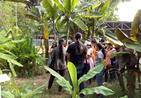 ภาพกิจกรรม โปรแกรมวิชาชีววิทยา จัดกิจกรรมเรียนรู้การอนุรักษ์สายพันธุ์กล้วยไข่กำแพงเพชร โดยการเก็บในสภาพ ปลอดเชื้อ เพื่อการใช้ประโยชน์อย่างยั่งยืน