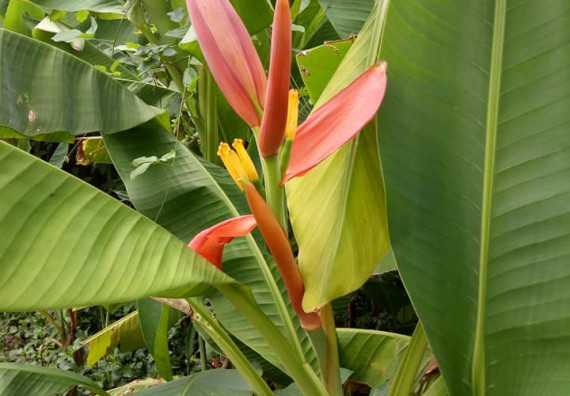 ภาพกิจกรรม โปรแกรมวิชาชีววิทยา จัดกิจกรรมเรียนรู้การอนุรักษ์สายพันธุ์กล้วยไข่กำแพงเพชร โดยการเก็บในสภาพ ปลอดเชื้อ เพื่อการใช้ประโยชน์อย่างยั่งยืน