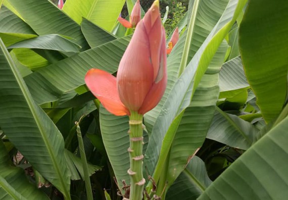 ภาพกิจกรรม โปรแกรมวิชาชีววิทยา จัดกิจกรรมเรียนรู้การอนุรักษ์สายพันธุ์กล้วยไข่กำแพงเพชร โดยการเก็บในสภาพ ปลอดเชื้อ เพื่อการใช้ประโยชน์อย่างยั่งยืน