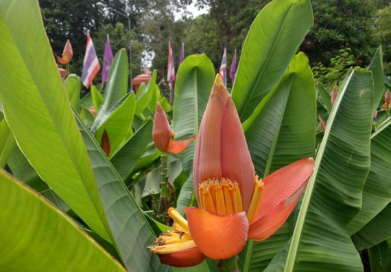 ภาพกิจกรรม โปรแกรมวิชาชีววิทยา จัดกิจกรรมเรียนรู้การอนุรักษ์สายพันธุ์กล้วยไข่กำแพงเพชร โดยการเก็บในสภาพ ปลอดเชื้อ เพื่อการใช้ประโยชน์อย่างยั่งยืน