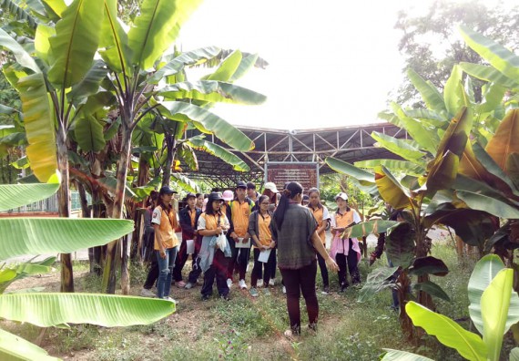 ภาพกิจกรรม โปรแกรมวิชาชีววิทยา จัดกิจกรรมเรียนรู้การอนุรักษ์สายพันธุ์กล้วยไข่กำแพงเพชร โดยการเก็บในสภาพ ปลอดเชื้อ เพื่อการใช้ประโยชน์อย่างยั่งยืน