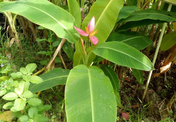 ภาพกิจกรรม โปรแกรมวิชาชีววิทยา จัดกิจกรรมเรียนรู้การอนุรักษ์สายพันธุ์กล้วยไข่กำแพงเพชร โดยการเก็บในสภาพ ปลอดเชื้อ เพื่อการใช้ประโยชน์อย่างยั่งยืน