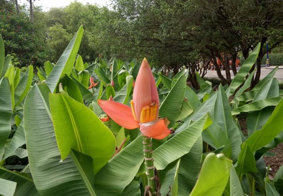 ภาพกิจกรรม โปรแกรมวิชาชีววิทยา จัดกิจกรรมเรียนรู้การอนุรักษ์สายพันธุ์กล้วยไข่กำแพงเพชร โดยการเก็บในสภาพ ปลอดเชื้อ เพื่อการใช้ประโยชน์อย่างยั่งยืน