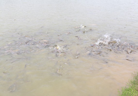 ภาพกิจกรรม คณะวิทยาศาสตร์และเทคโนโลยี จัดกิจกรรมอบรมและแลกเปลี่ยนเรียนรู้การจดสิทธิบัตรและอนุสิทธิบัตรจากผลงานวิชาการและงานวิจัยด้านวิทยาศาสตร์และเทคโนโลยี