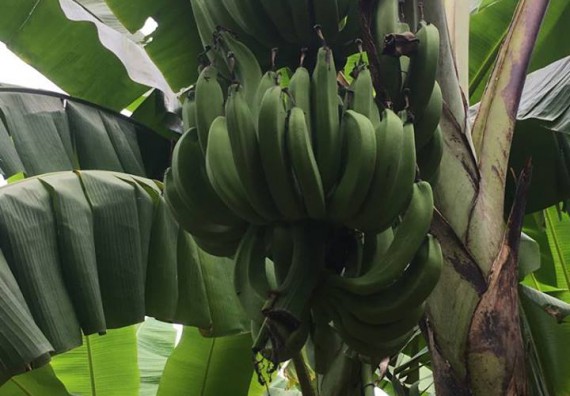 ภาพกิจกรรม โปรแกรมวิชาวิทยาศาสตร์สิ่งแวดล้อม จัดประชุมคณะอนุกรรมการกลุ่มงานอนุรักษ์พันธุกรรมพืชอันเนื่องมาจากพระราชดำริ