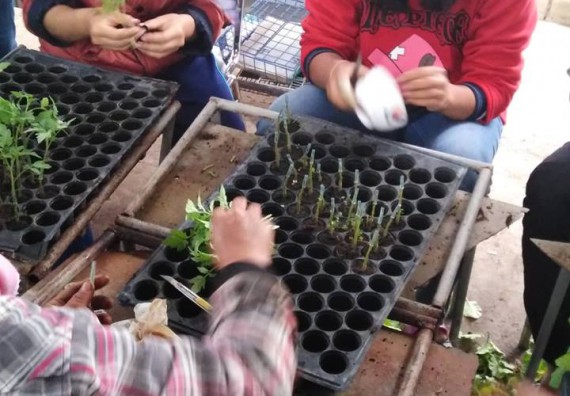 ภาพกิจกรรม ศูนย์วิทยาศาสตร์และวิทยาสาสตร์ประยุกต์ จัดการศึกษาดูงานโครงการหลวงดอยอินทนนท์ และหอดูดาวแห่งชาติ